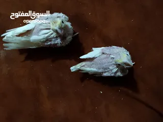  30 مجموعة طيور جواز كلها شغاله أن شاء الله