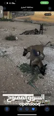  4 جراو بلجم مالينو مستوا عالي للبيع