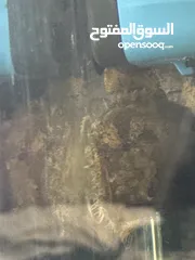  3 سمكة (stone fish)