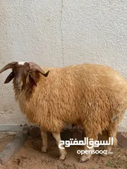  2 حولي ما شاء الله