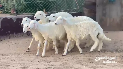  5 اضاحي حري خروف