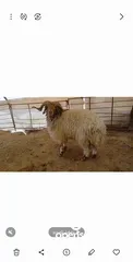  2 كبش لحم طيب