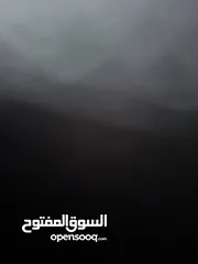  1 انثى نوعها ببيكنز