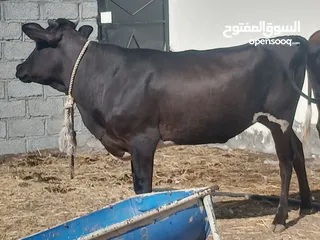  3 بقر تهجين يصلحن لذبح والتربيه