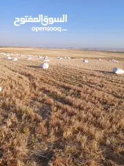  10 تبن قمح للبيع عترابو