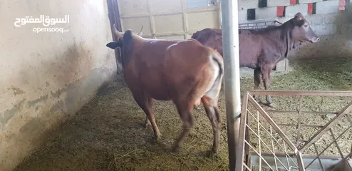  1 أبقار عمانيه للبيع