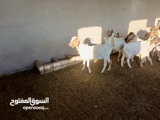  7 ماعز خليط موجود كمية