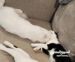  10 قطط للتبني - Cats for adoption