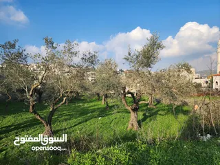  1 ارض للبيع في منطقه جفنه مساحه مساحه 300 م