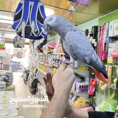  9 كاسكو مكاو كوكاتو امزون