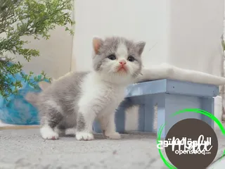  1 Purebred Scottish Straight and Fold lilac bicolor kittens.