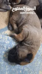  2 جراو مالينوا الأصل  للبيع  عمر عشرين يوم