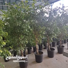  13 تفصيل قواوير فايبر جلاس بشكل عصري أنيق  زراعة وتسميد النباتات الداخلية والخارجية بإشراف مهندسين