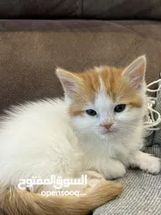  4 Mix Turkish/Persian kitten