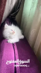  2 Fluffy Kitten