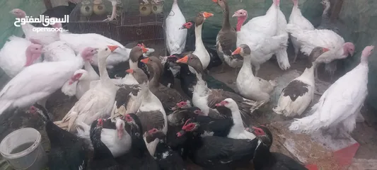  1 موجود بط بلدي ذكور لذبح حبات جامبو +جواز وز شغال + حبش ابيض ذكور واناثي في مادبا