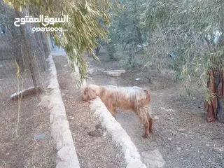 2 عنز حليب او ضحية .....