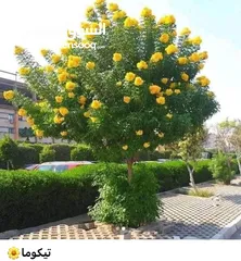  1 مزرعه للبيع لعدم التفرغ
