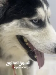 5 كلب هاسكي للبيع