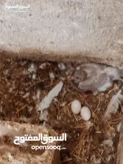  6 حمام بلدي نخب