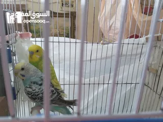  4 طيور للبيع النوع طيور الحب الأسترالي سعر الطائر الواحد 5 دنانير
