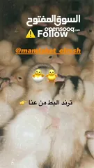  6 بطبوط صار  متوفر عنا