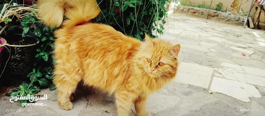  26 قطط شيرازي من المعدوم لون عسلي