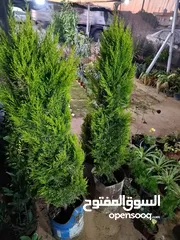  7 مشتل السيدة زينب لي الأشجاره المتمر و زينه جمله و قطاعي