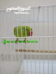  4 parrot  4.5. month old with cage