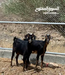  2 شاتين من حلال الحو