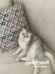  9 ذكر سكوتش فولد ابيض للتزاوج grey shaded