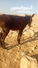  3 حمار غنم هادي