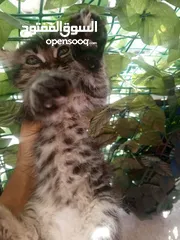  11 همالايا مكس شانشيلا