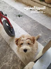  3 كلب تيرير مالتيز