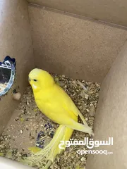  3 جوز طيور حب للبيع