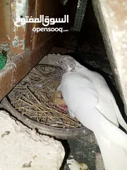  2 خم حمام اللبيع عشر جواز