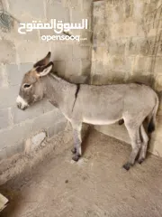  1 حمار للبيع ( ذكر )