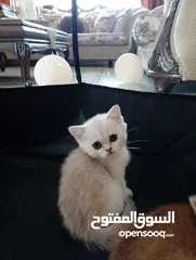  3 4 كتنز وامهم كوادن اوكراني للبيع بسعر مغري