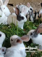  13 ارانب بلدي.. فرنسي..الذبح...جميع الوان والعمار وانثى وذكور...