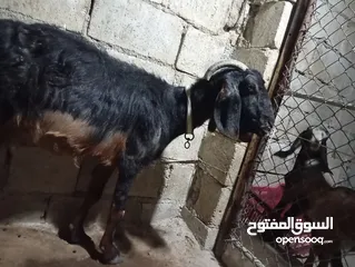  6 عنزه معها سخله وجدي موجوده بلواء الكوره سموع للتواصل عسوق المفتوح او واتس