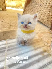  1 قطط (كيتنز) ميكس سكوتش فولد وبرتش لون سلفر بلو  و لون ابيض  للبيع