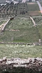 2 ارض زراعية للبيع في صروت - الزرقاء