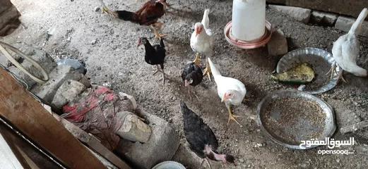  4 دجاج للبيع اسود وبيض وكو واحد مخطط بصفر وسود