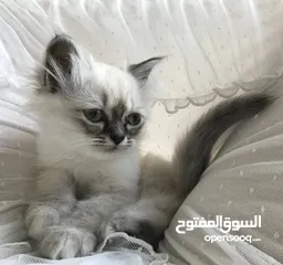  5 Four cute Himalayan kittens