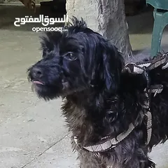  3 كلب بودل  100دينار