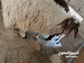  1 عبوره أسنان اللبن  للبيع  تنفع اضحيه او عقيقه او نذر