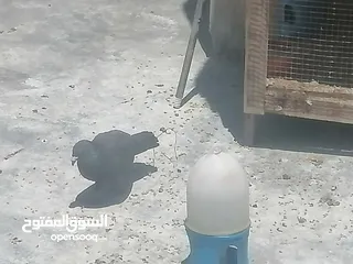 2 حمام للبيع