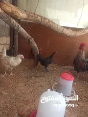  3 دجاج عربي الله إبارك