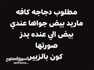  1 مطلوب دجاجه كافه بسعر مناسب من الزبير