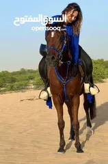  2 Lovely Arabian horse